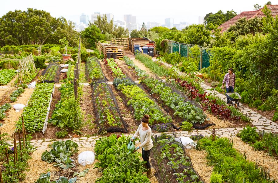 comunitygarden